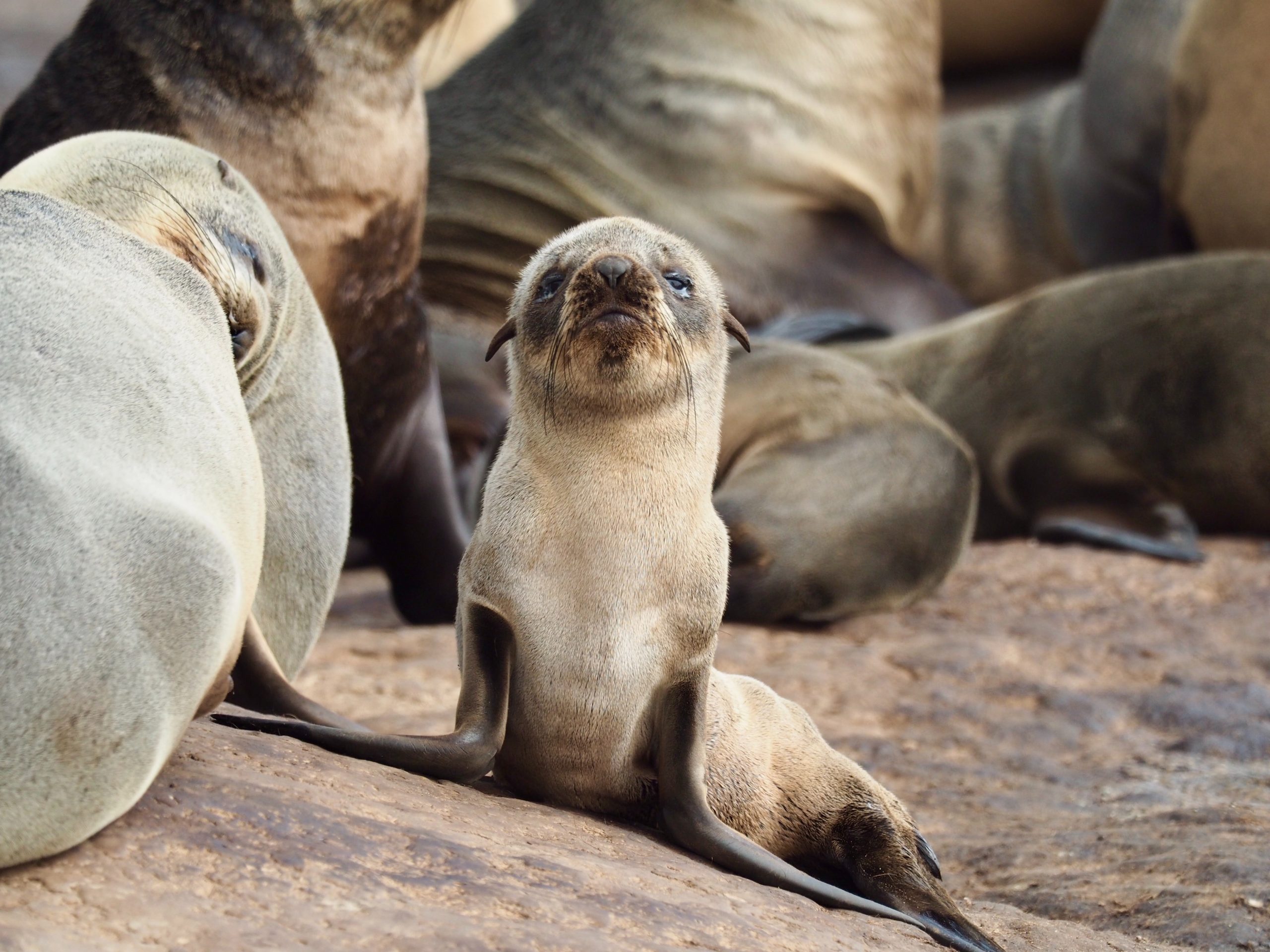 Sea Lions and Seeing the Future - Counterpoint: Navigating Knowledge